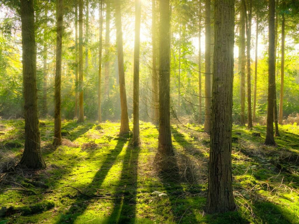 Conférence : Accueillez les messages de vos arbres totems