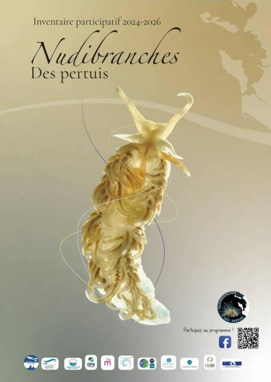 Exposition - Nudibranches des Pertuis Du 18 nov au 2 déc 2024