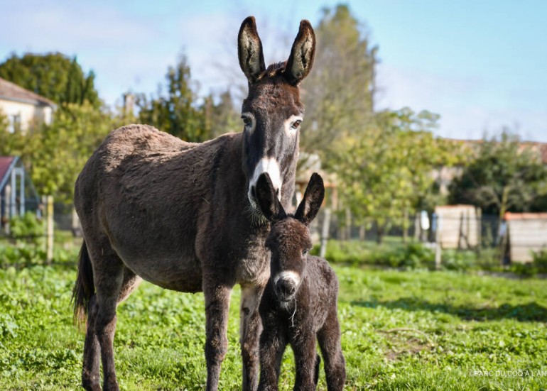 Agrume, ânesse normande et sa fille Olympe