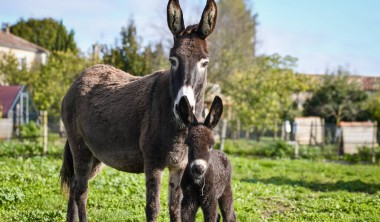 Agrume, ânesse normande et sa fille Olympe