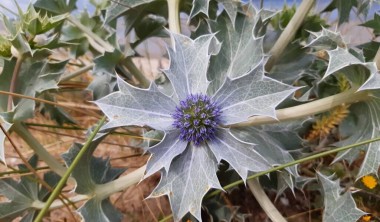 La flore de la dune