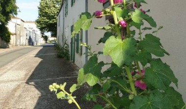 Nieul-sur-Mer_Nieul-sur-Mer