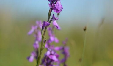 Portes ouvertes des réserves naturelles_Yves