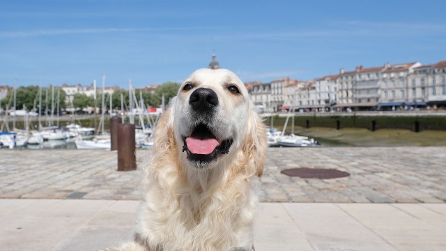 Chien au Vieux Port de La Rochelle - Garderie canine de La Rochelle